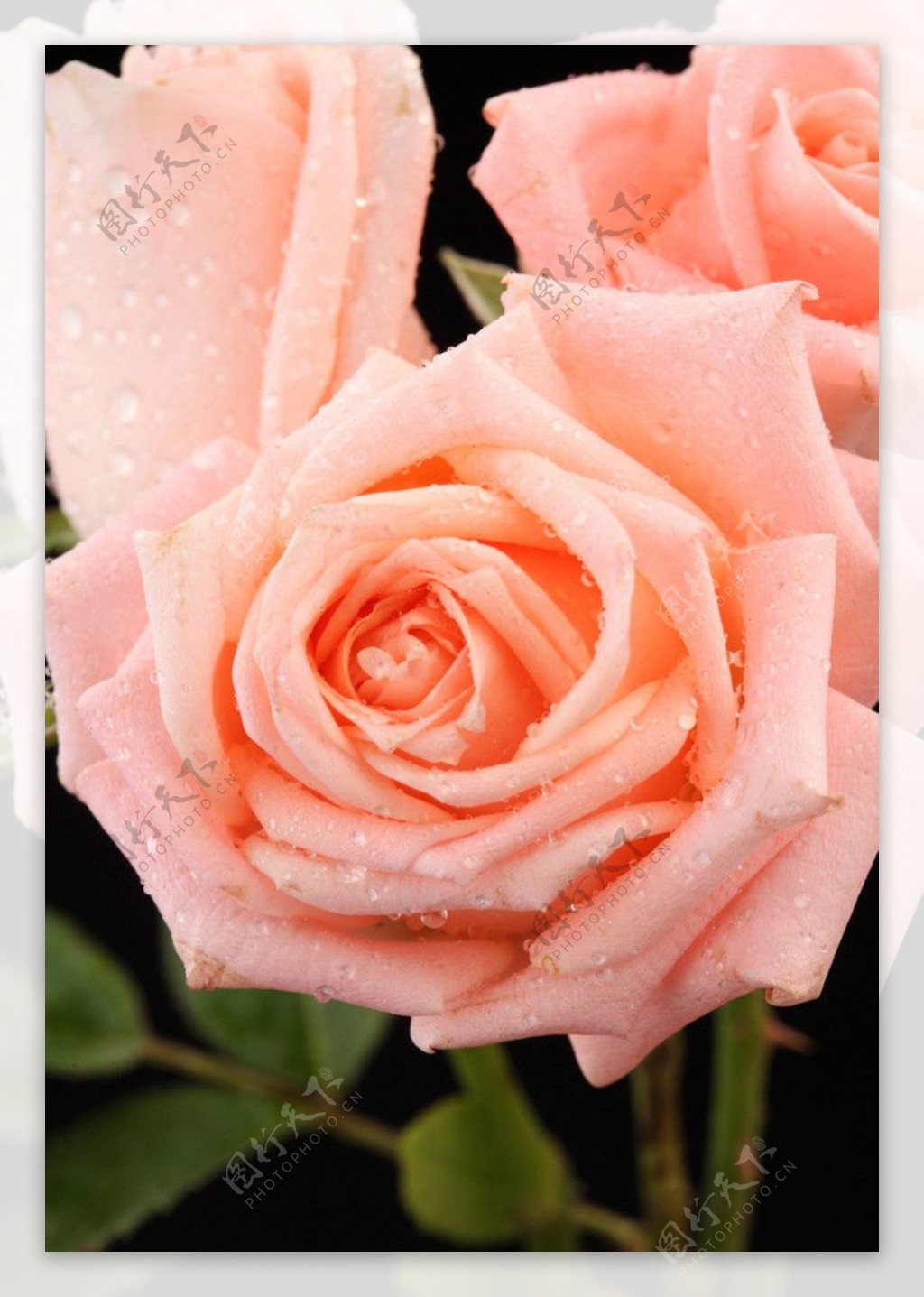玫瑰花蕊图片