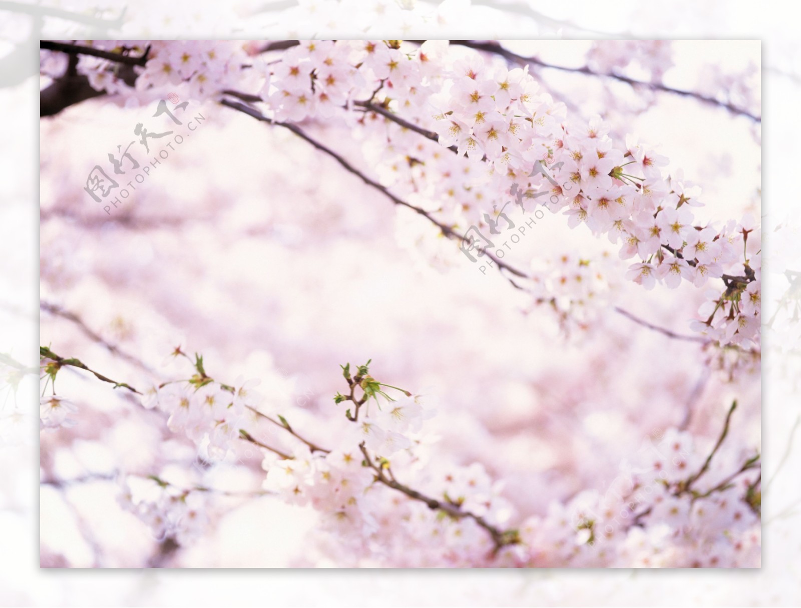 粉色樱花图片高清电脑桌面壁纸_桌面壁纸_mm4000图片大全