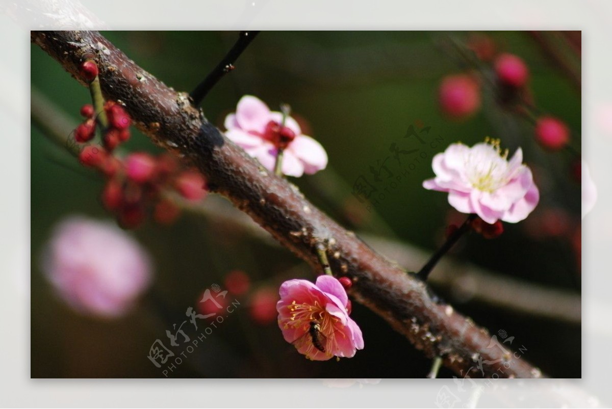 梅花香自苦寒来图片