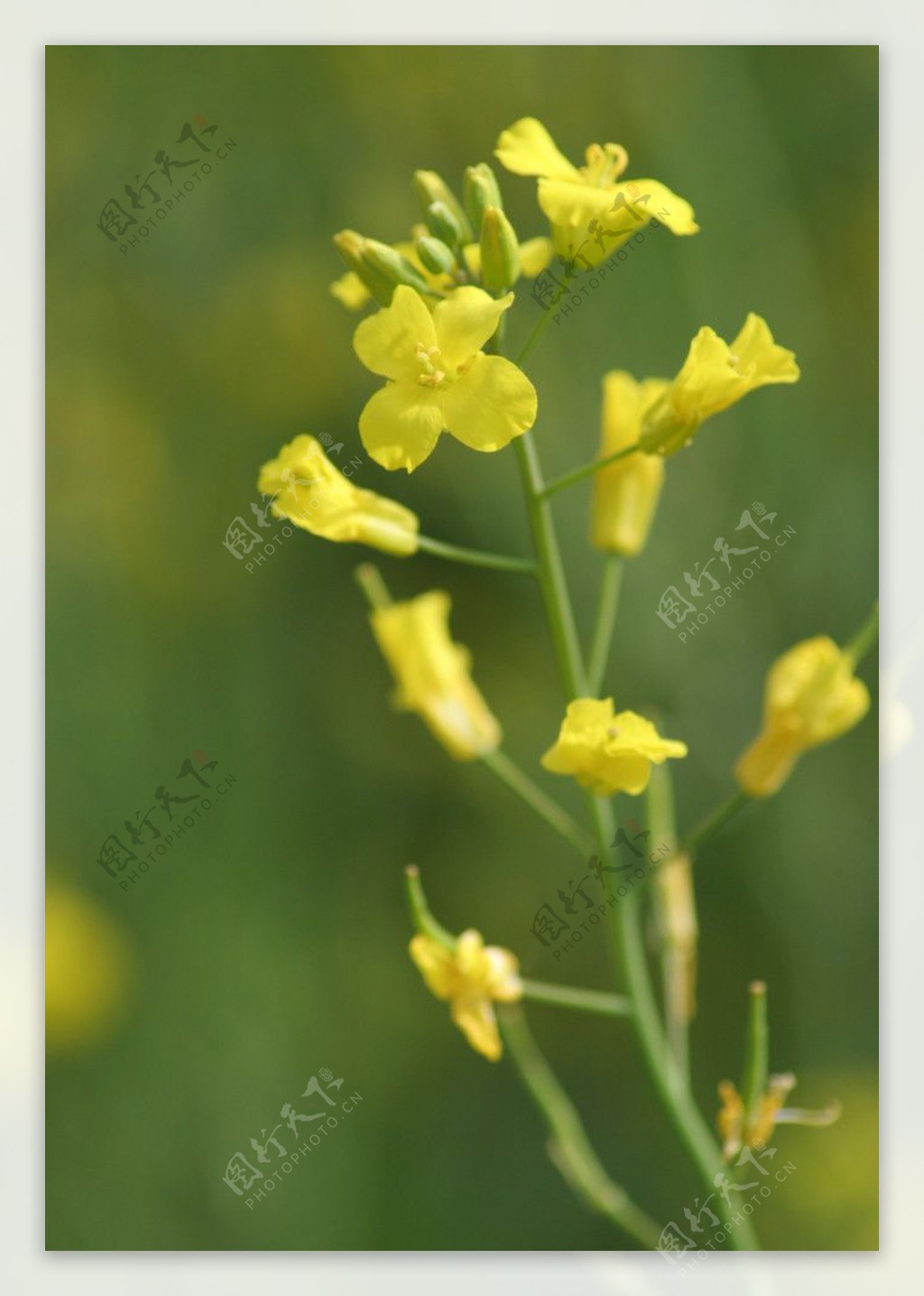 油菜花图片