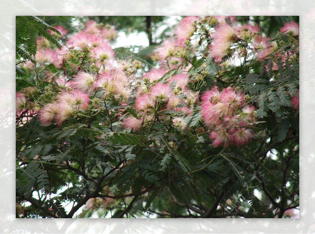 花团锦簇图片