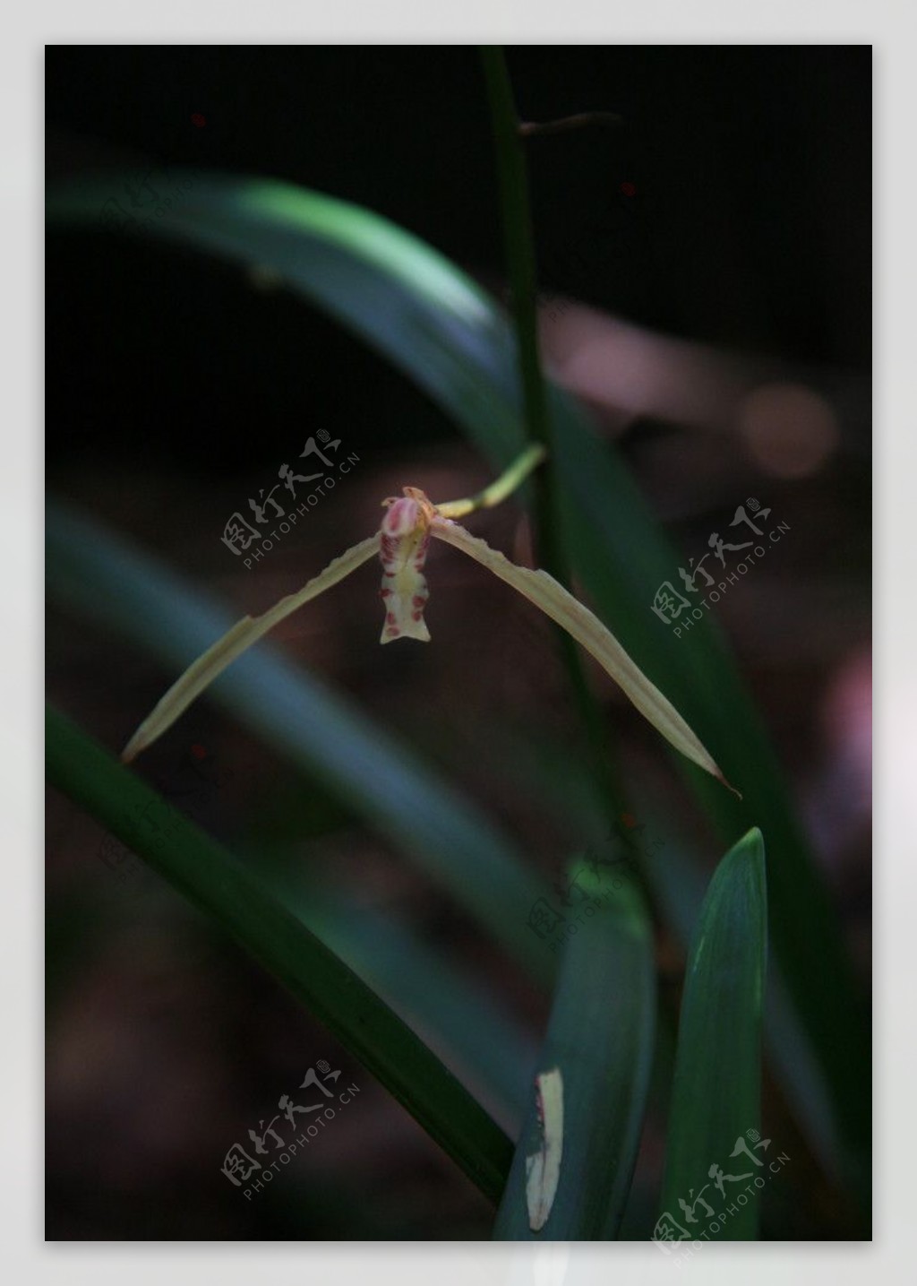 热带雨林植物国兰图片