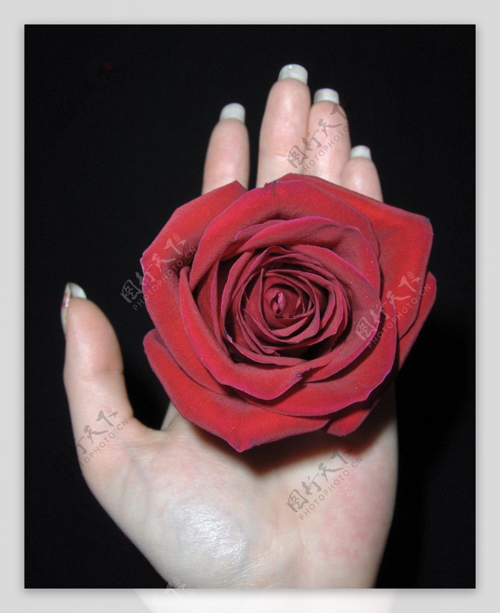 手掌上的玫瑰花图片
