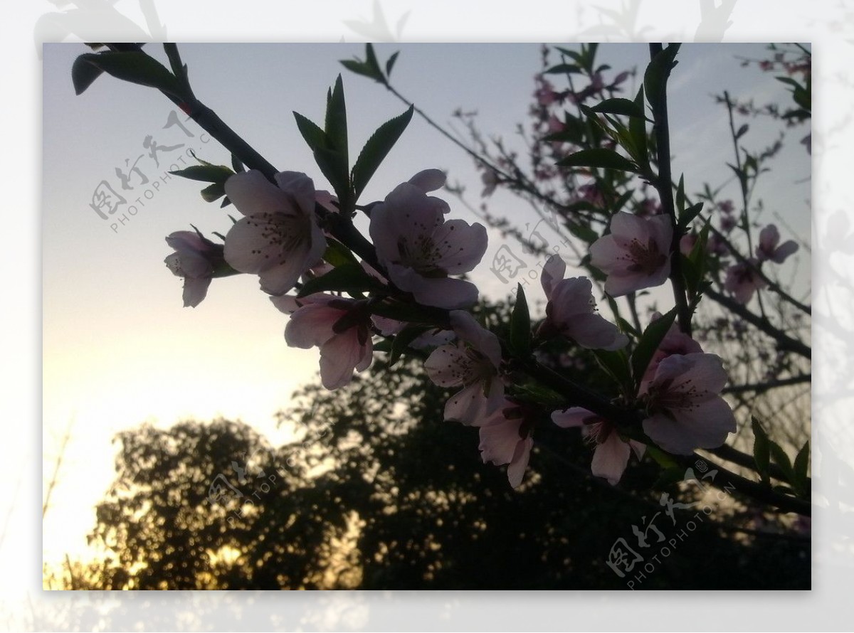 桃花枝图片