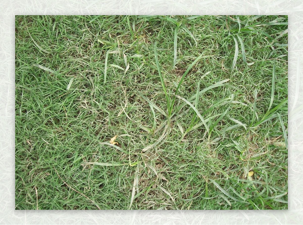 地面草坪摄影素材资料图片