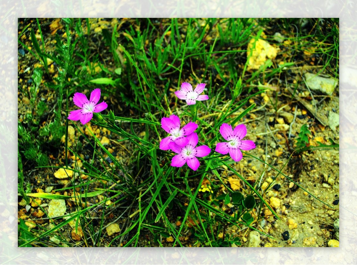 紫红色小花图片