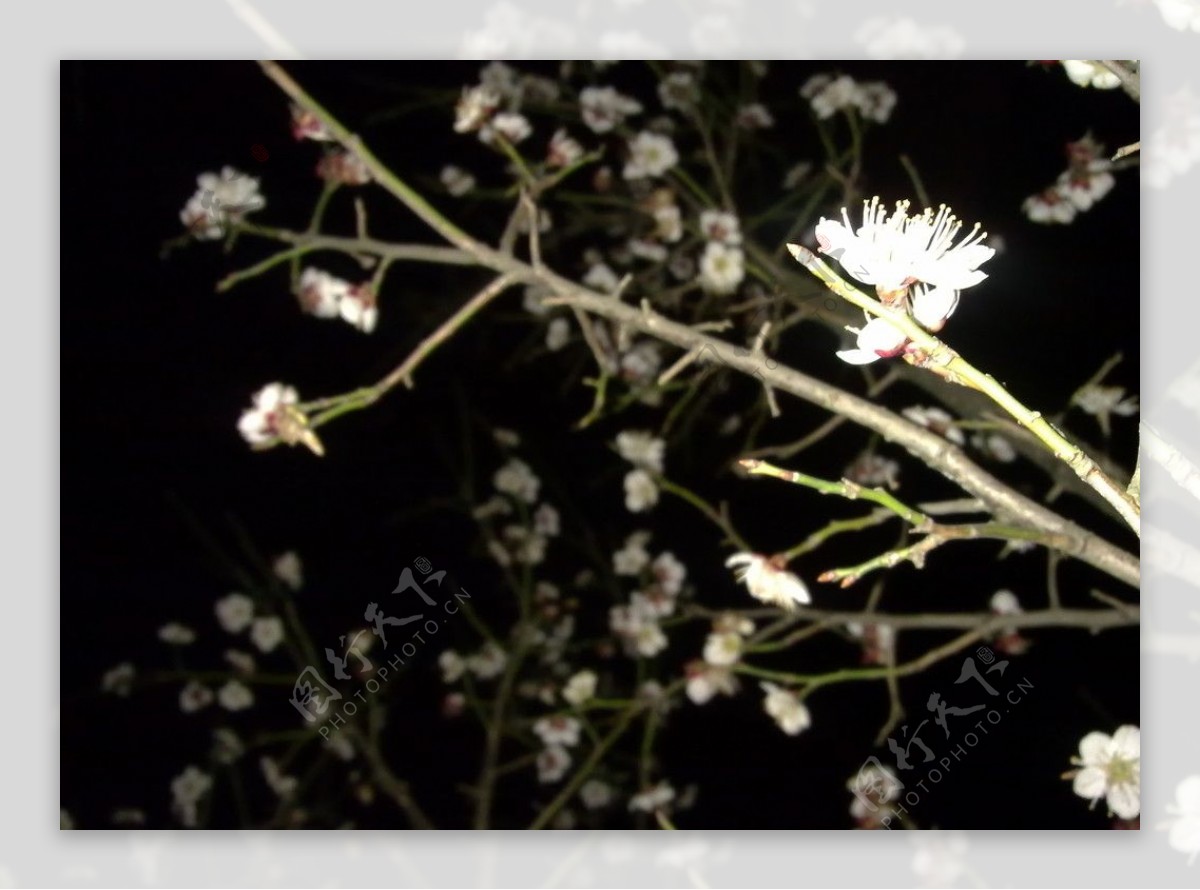 梅花吐蕊图片