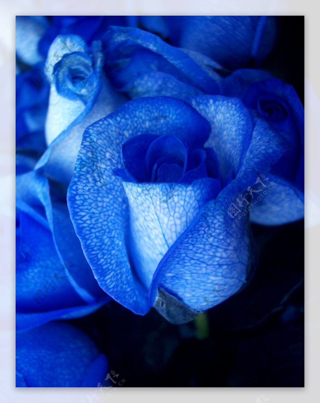 蓝玫瑰图片 - 25H.NET壁纸库