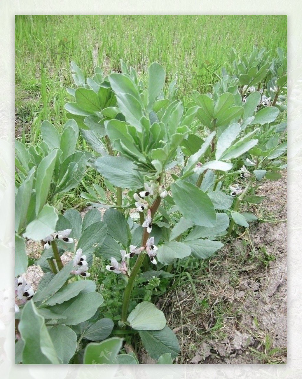 蚕豆花图片