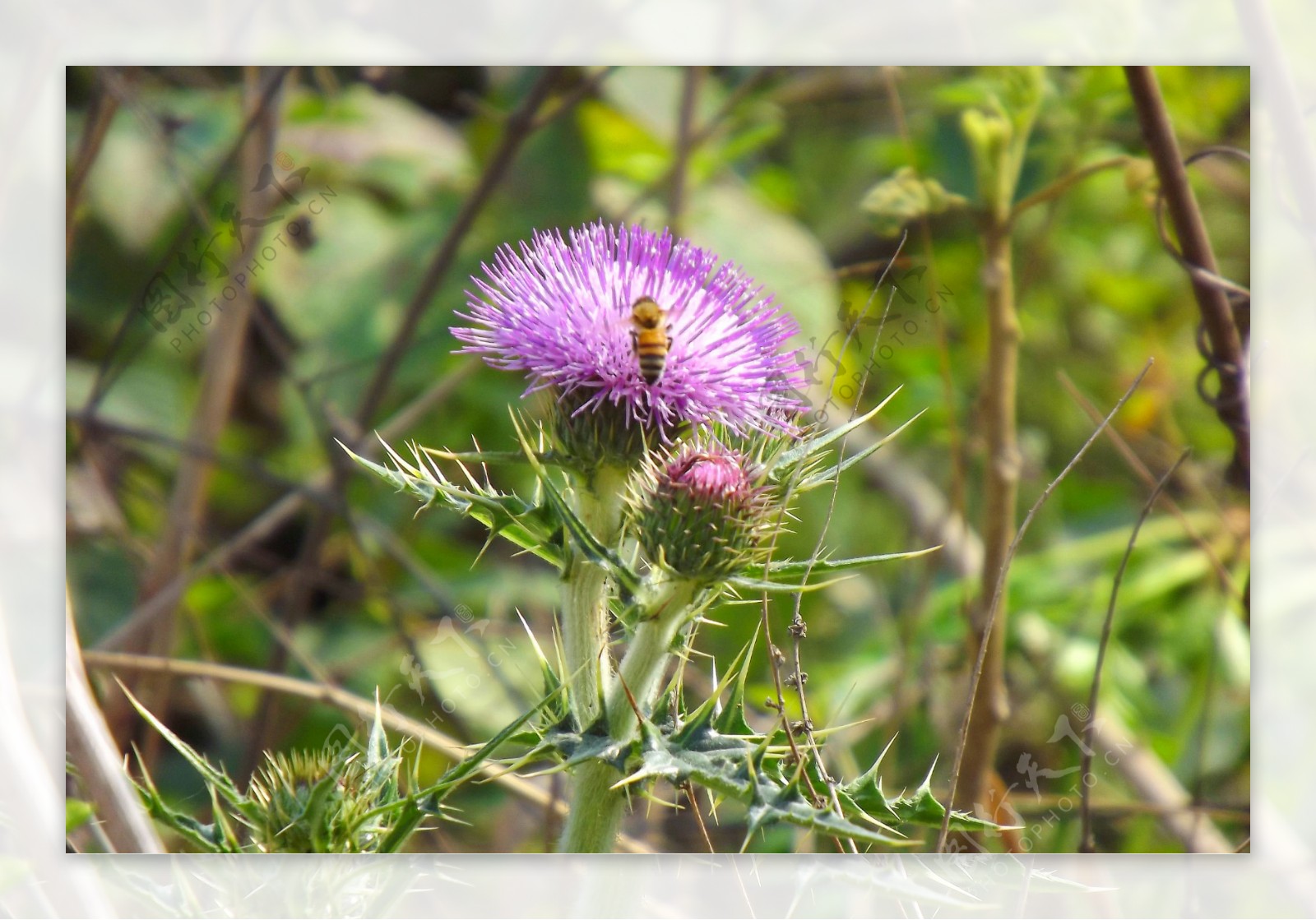 蜜蜂采蜜紫花藿香蓟图片