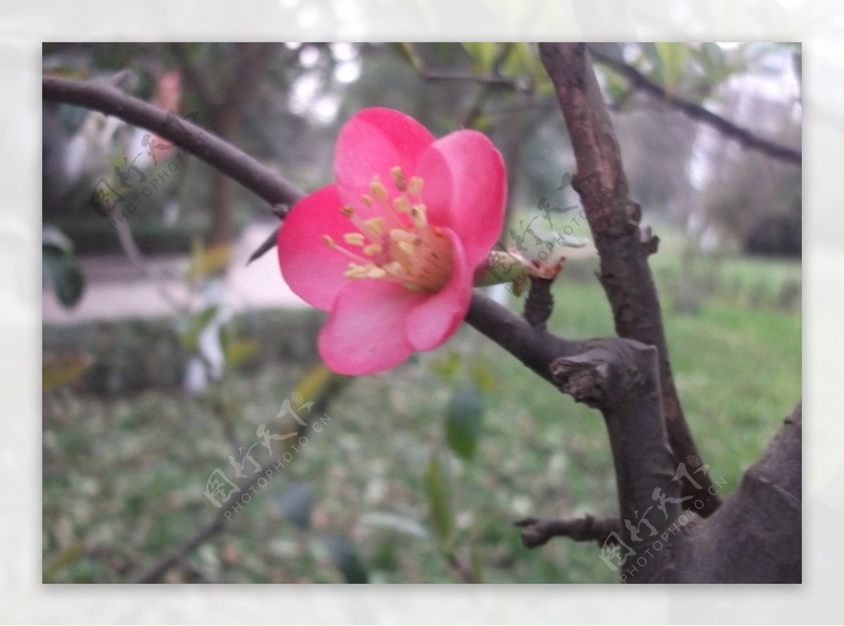 海棠花图片