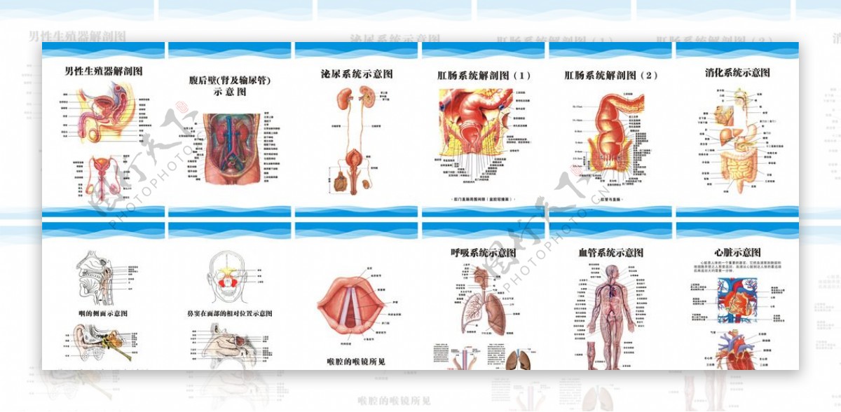 人体解剖图男性解剖图图片