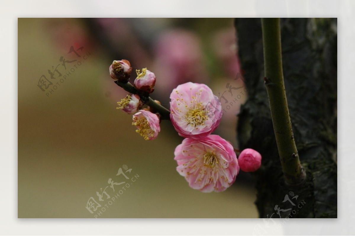 梅花图片