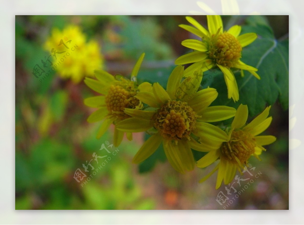 黄色野菊花植物图片