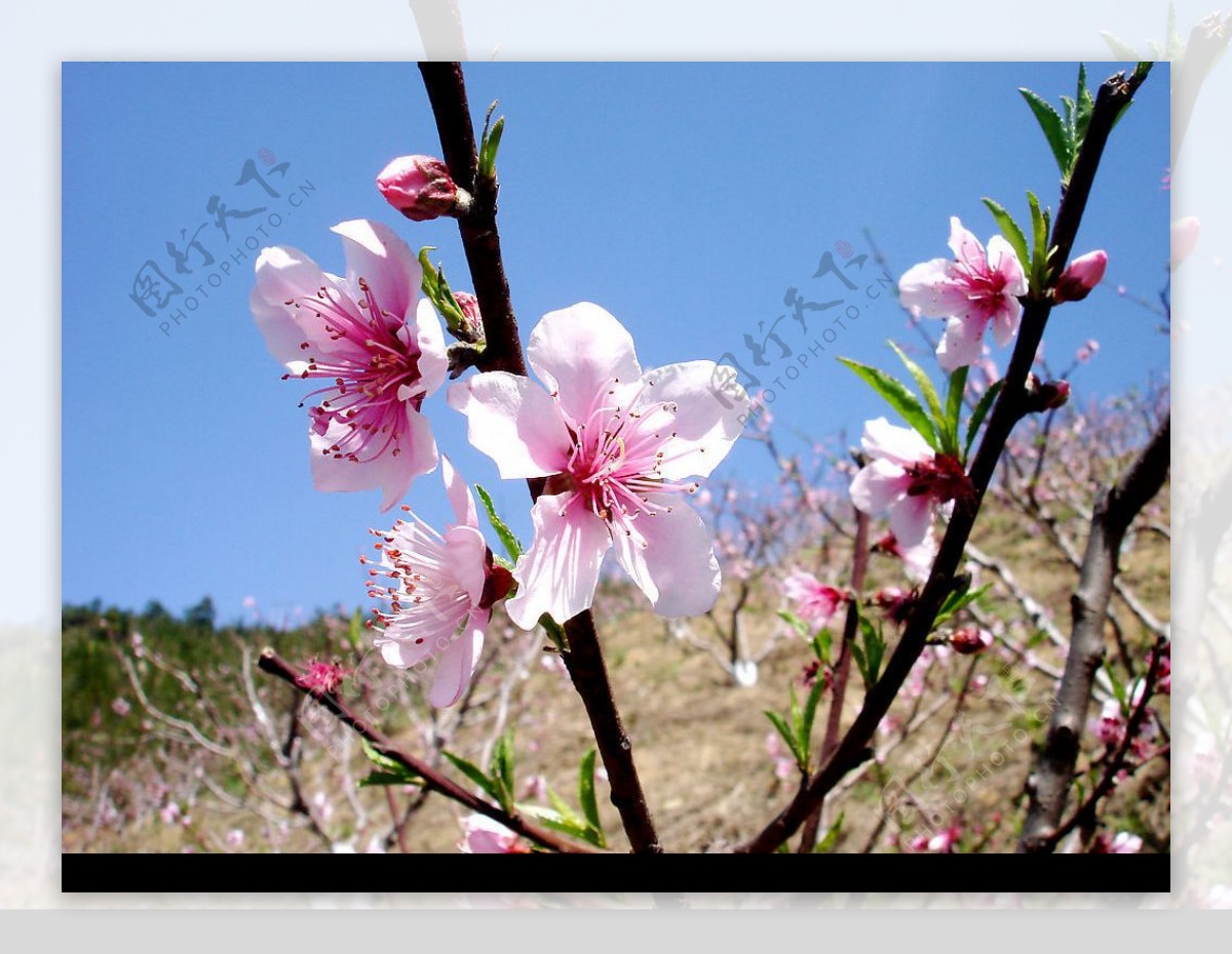 岩山桃花节图片