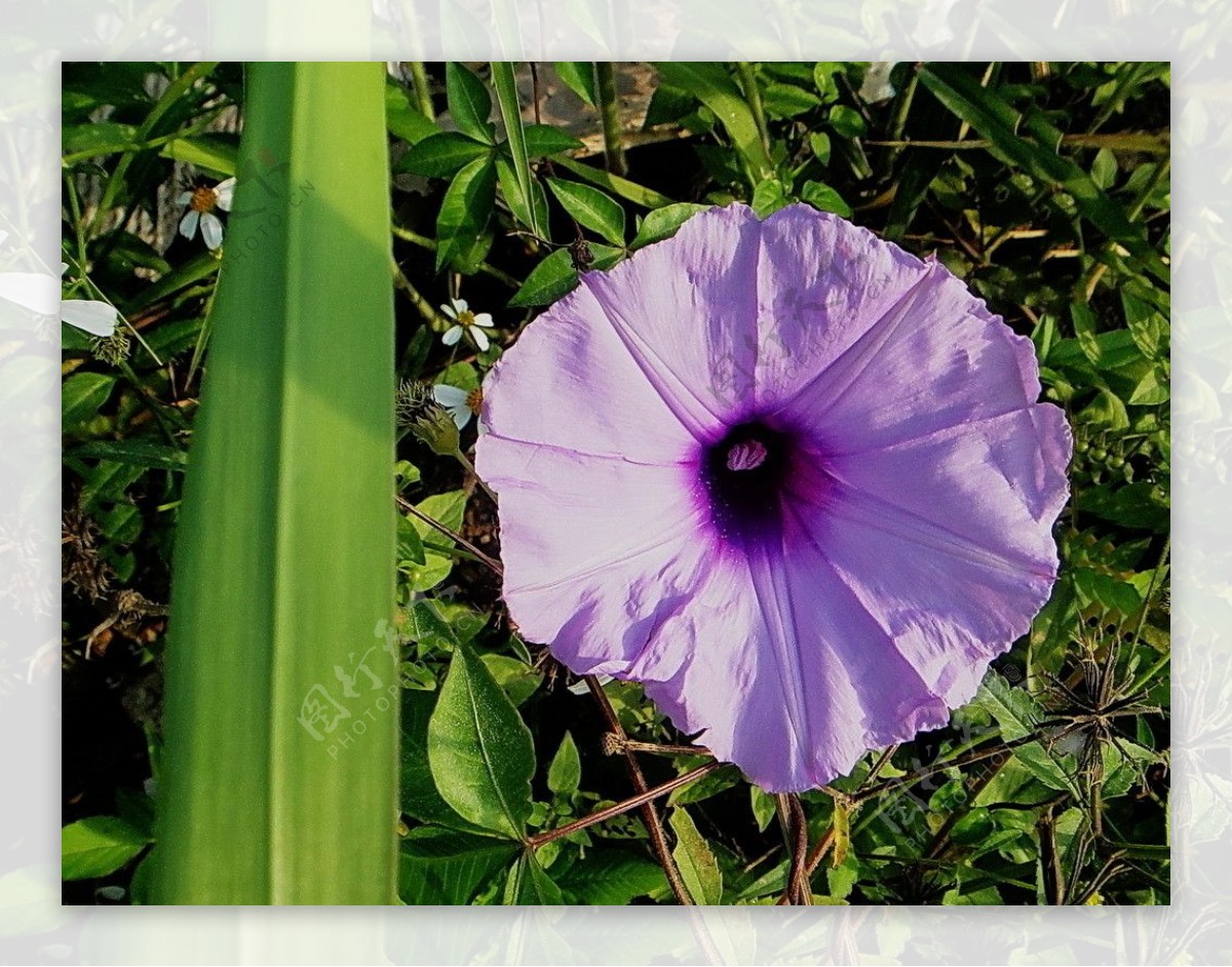 紫喇叭图片