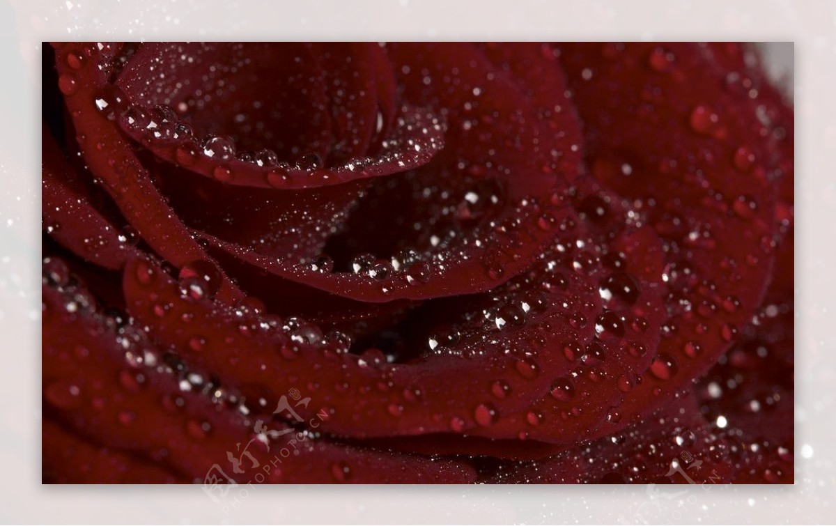 暗红色玫瑰图片