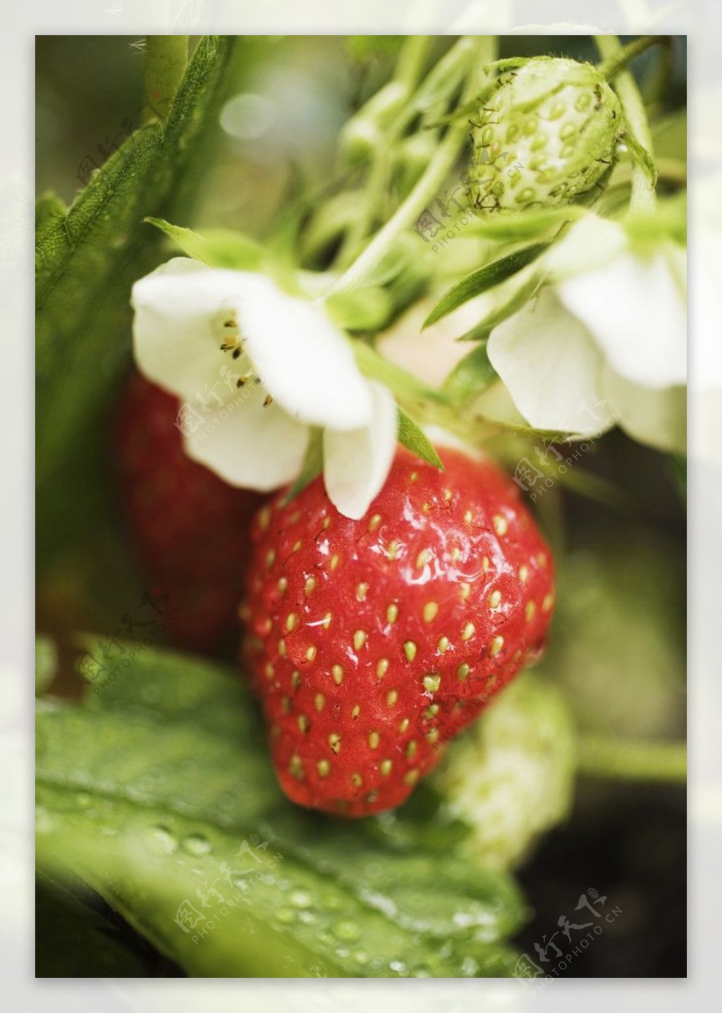 草莓花与草莓图片