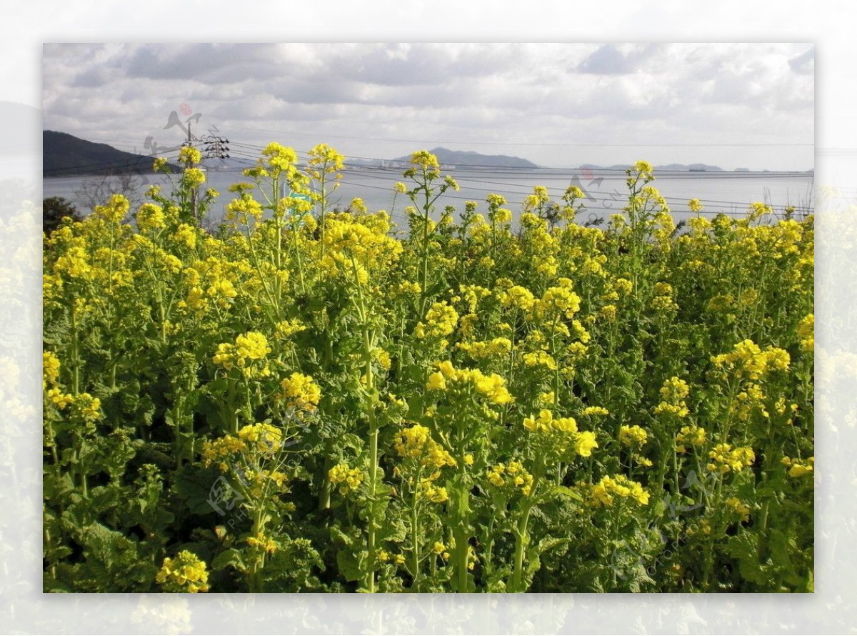 油菜花图片