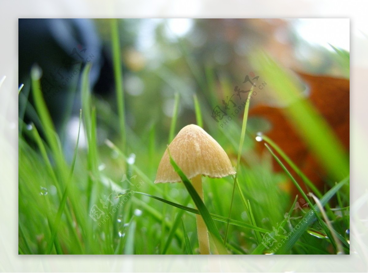 草地里的蘑菇图片