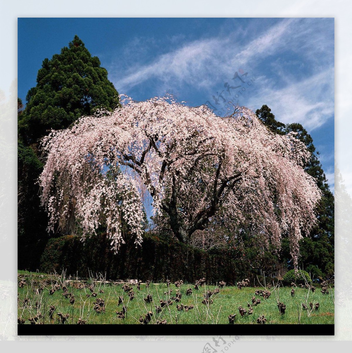 垂枝櫻樹图片