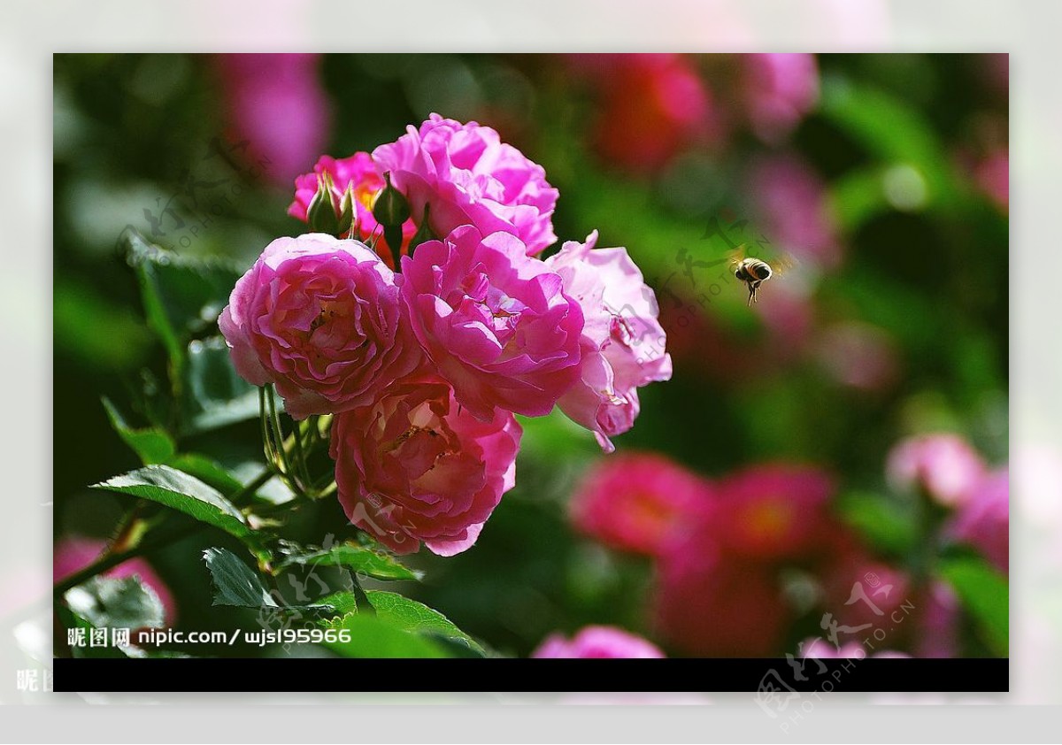 蜂觅花图片