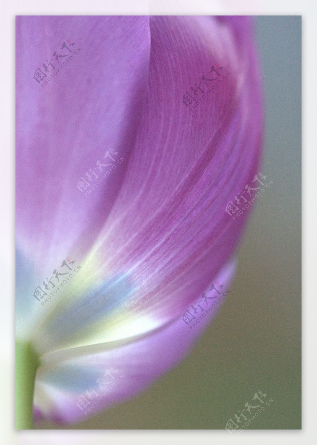 紫郁金香花蕊图片