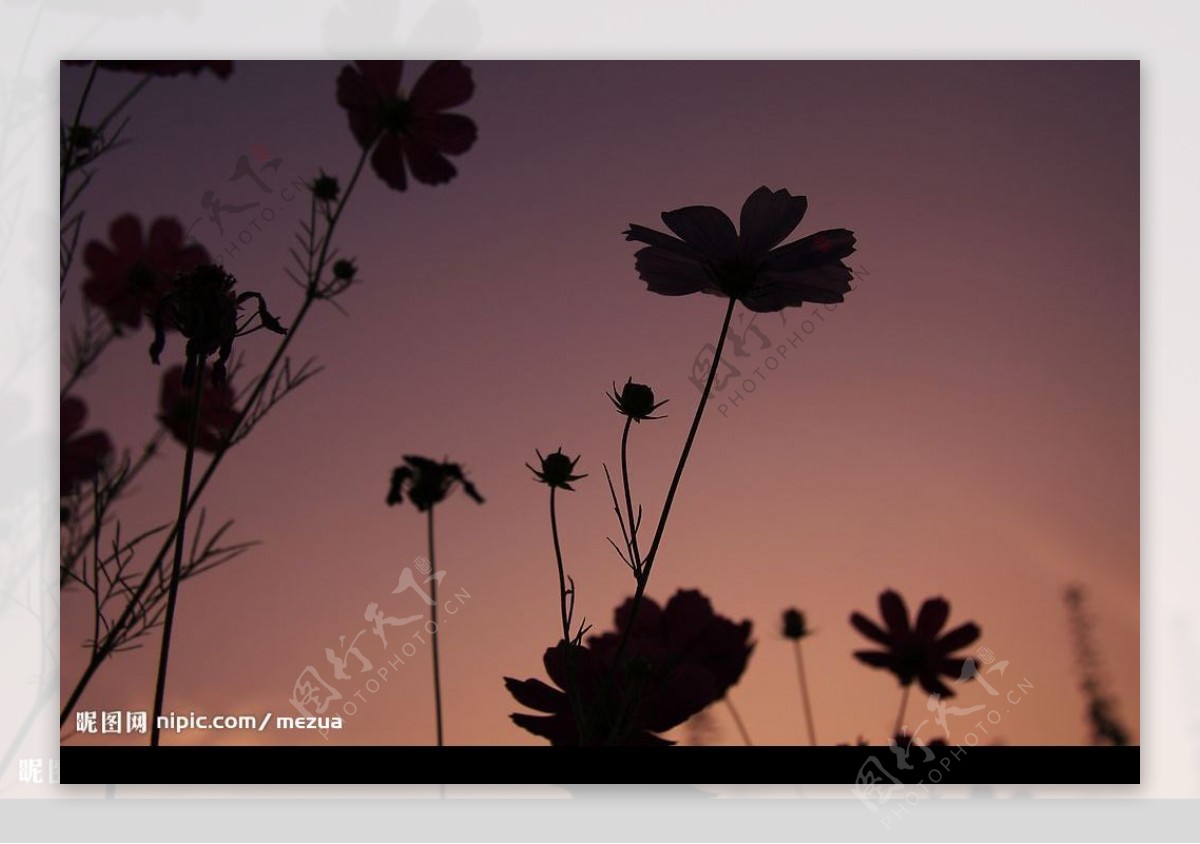 夕阳花丛图片