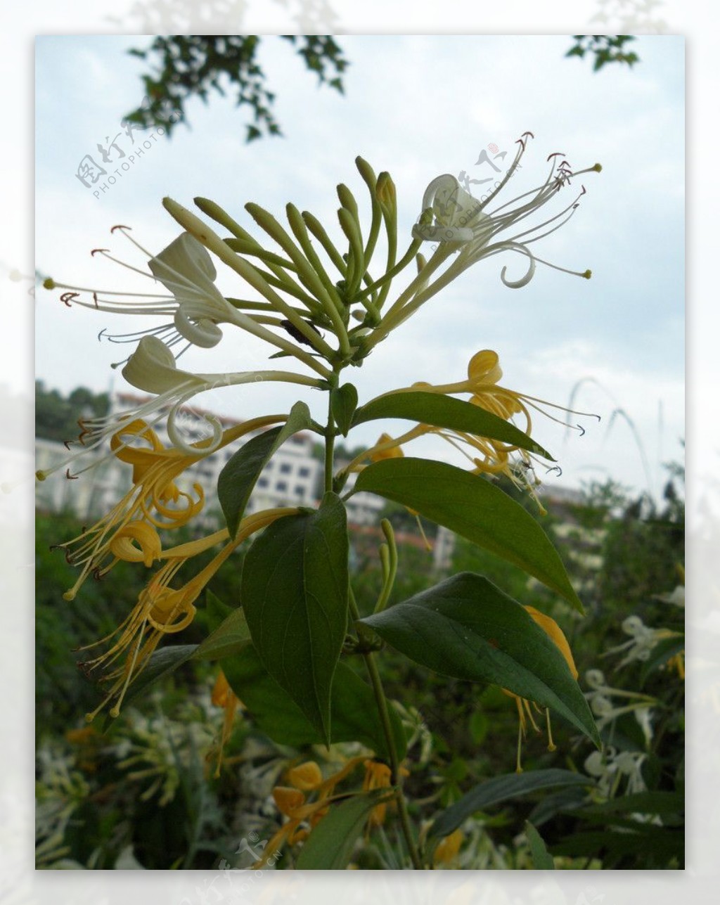 金银花图片