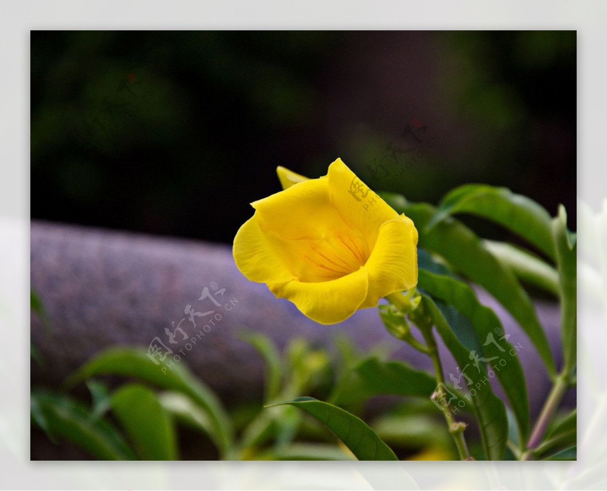 黄婵花图片