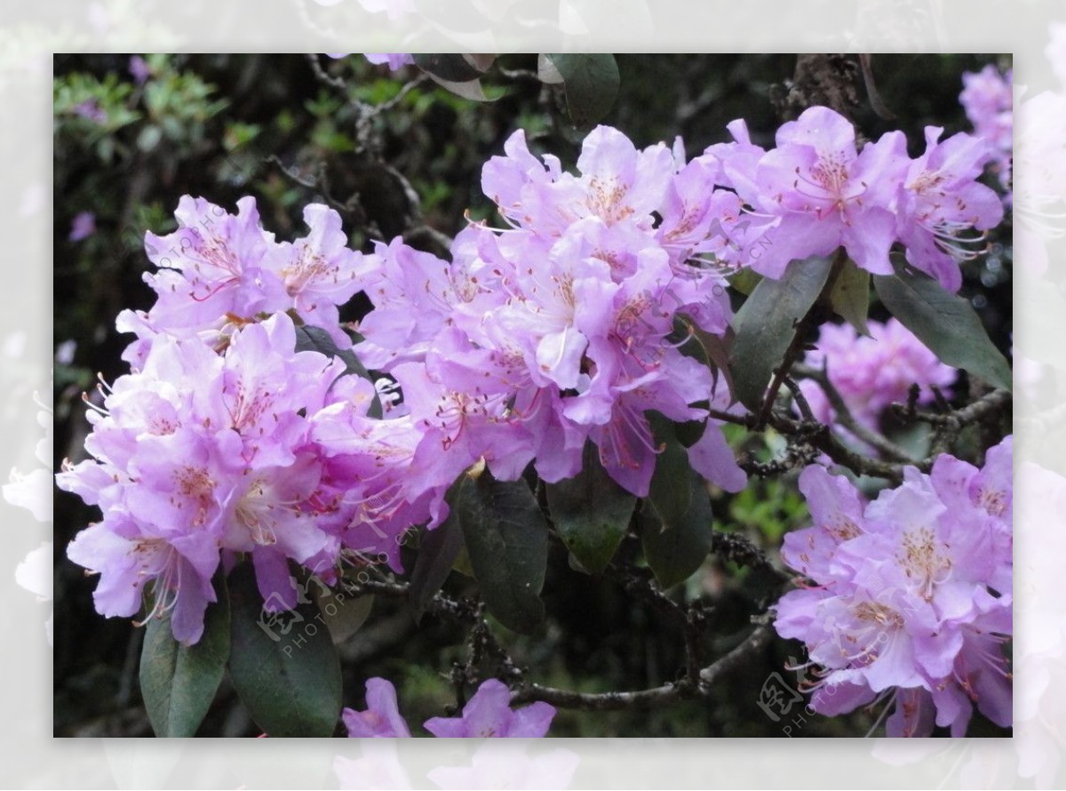 紫杜鹃图片