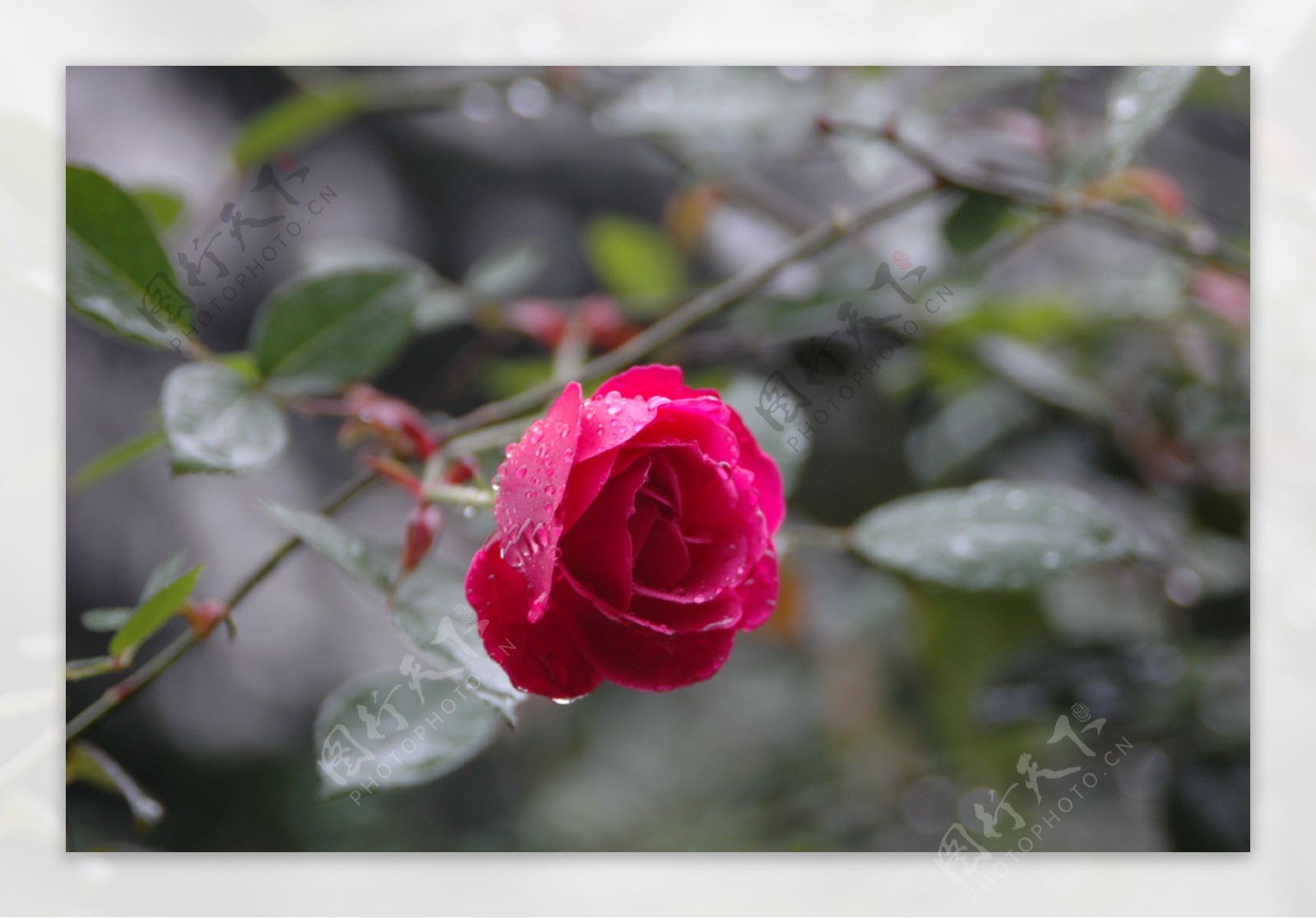 雨后月季花图片