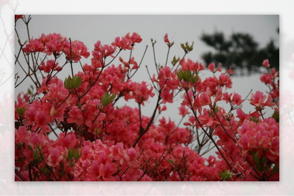 杜鹃花图片