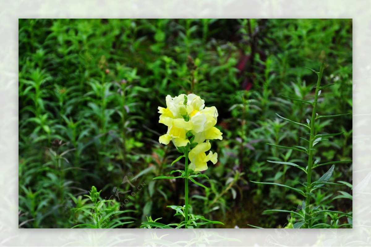 黄色木瓜式的花图片