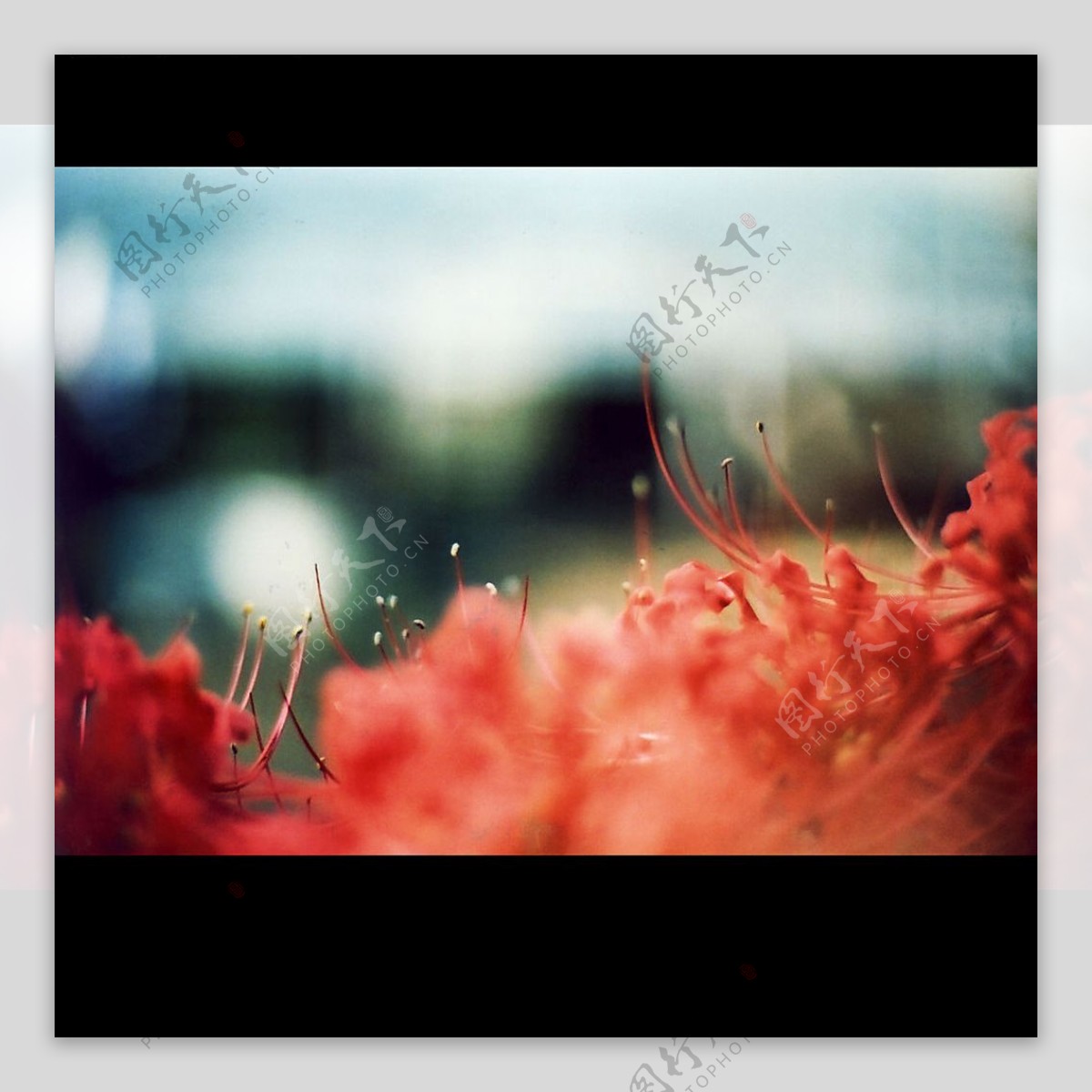 烂漫红菊花图片