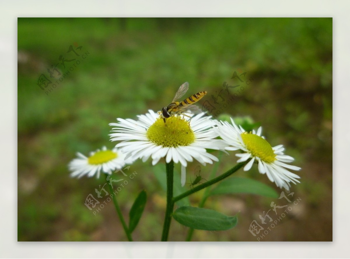 花蚱蜢蚜虫图片
