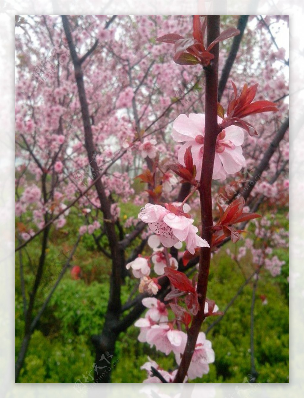 桃花图片