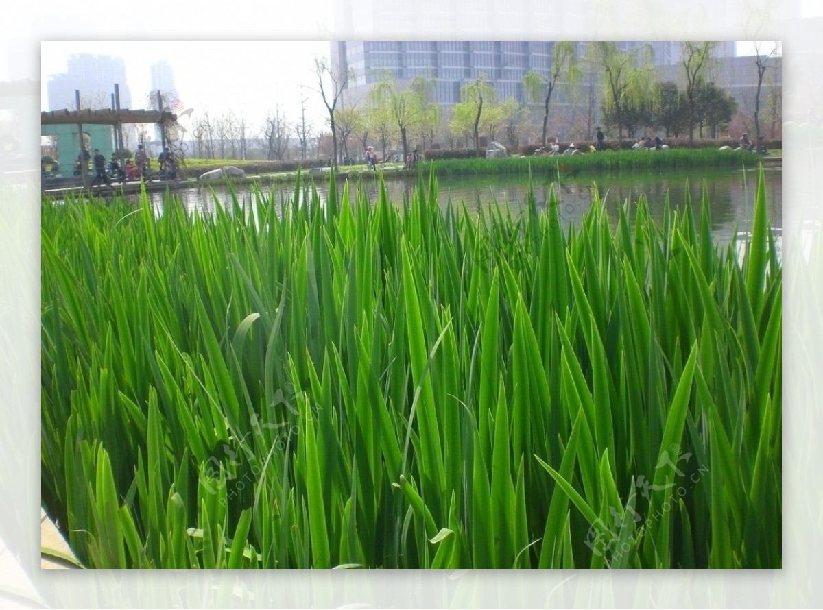 绿草池塘图片