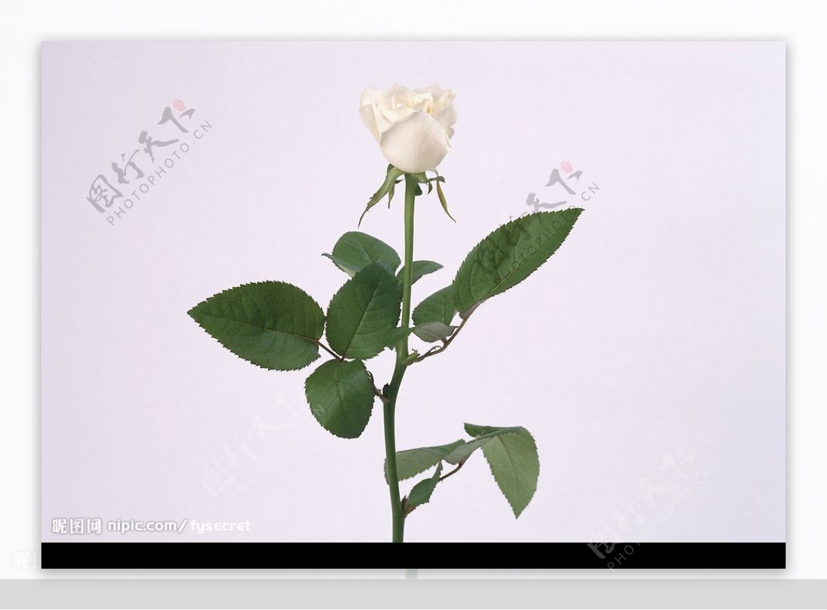 花卉白色玫瑰花图片
