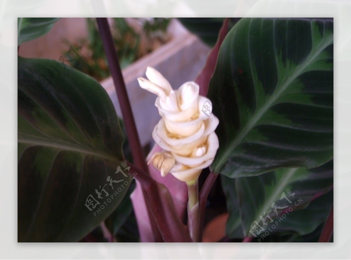 斑叶竹芋的花图片
