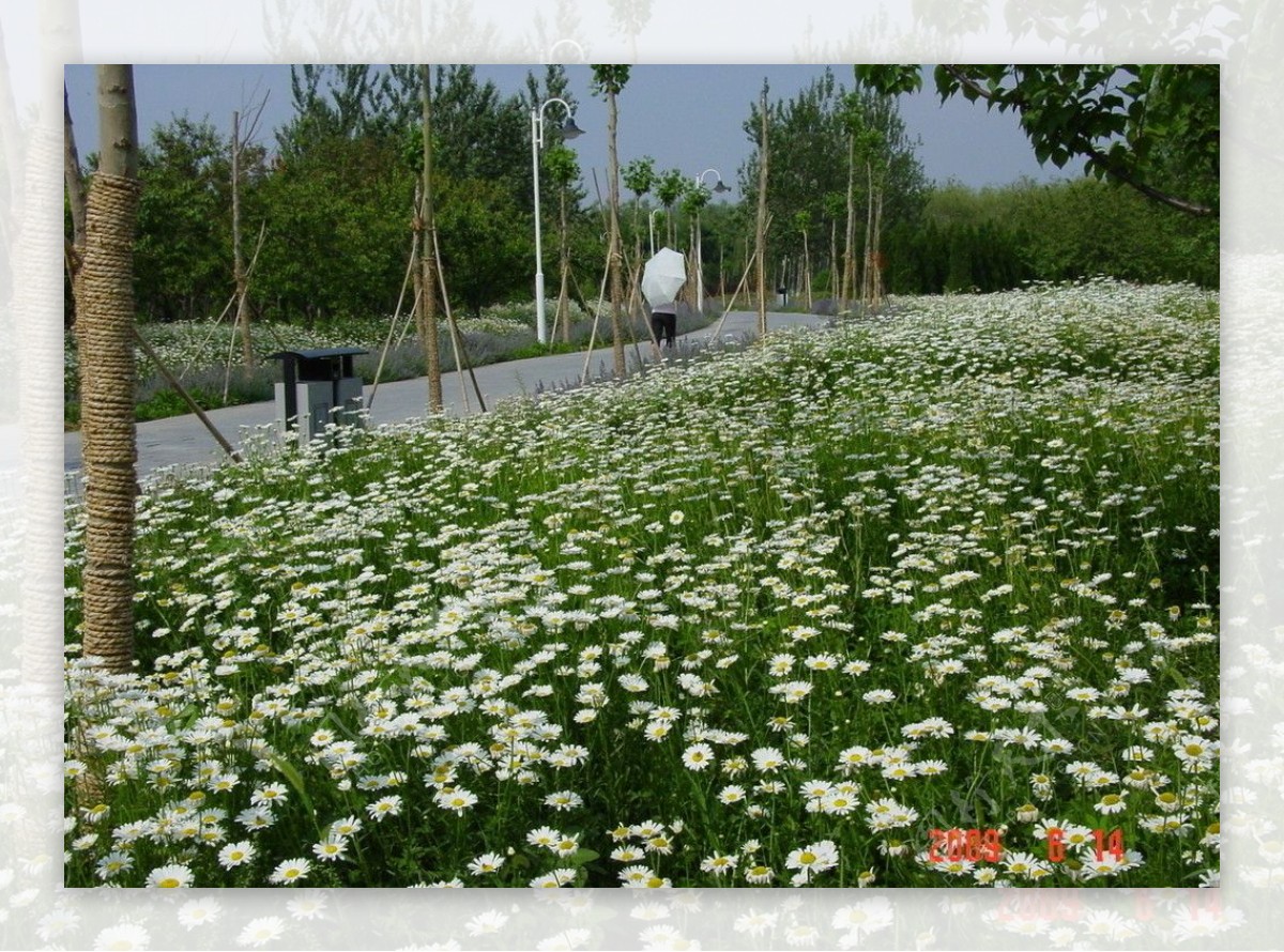 园林植物素材滨菊图片