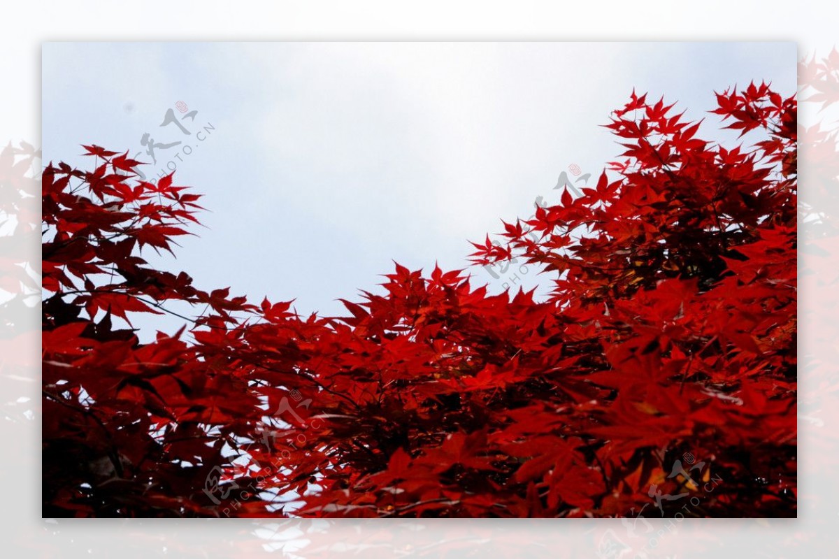 日本红叶图片