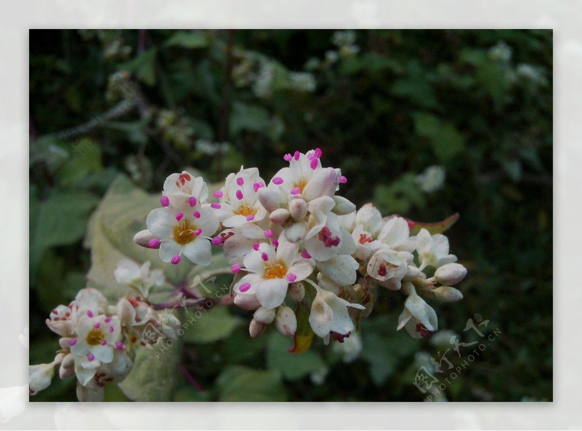 小花图片