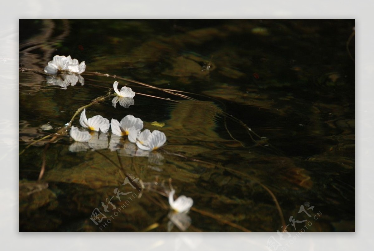 湖面水草树枝花儿美景图片