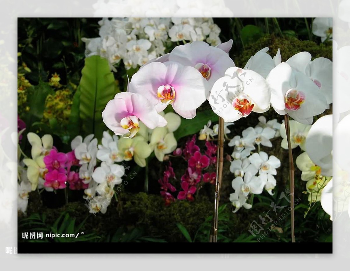 蝴蝶兰热带花卉图片