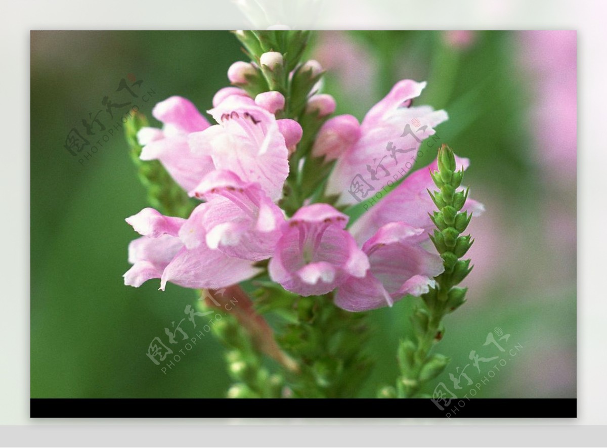 美丽粉色花朵花蕾图片