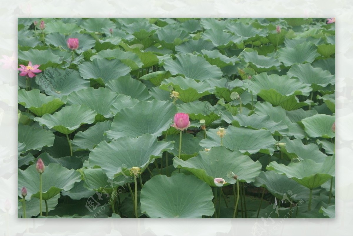 荷花白洋淀一片绿色红色美丽图片