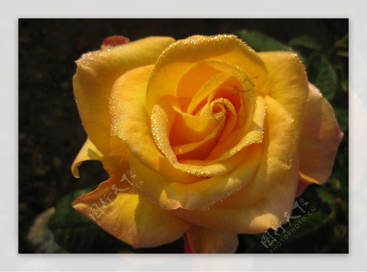 晨光下的黄玫瑰图片