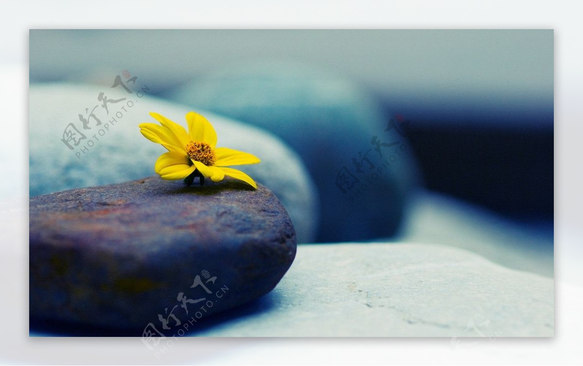 鹅卵石上的黄色小花图片