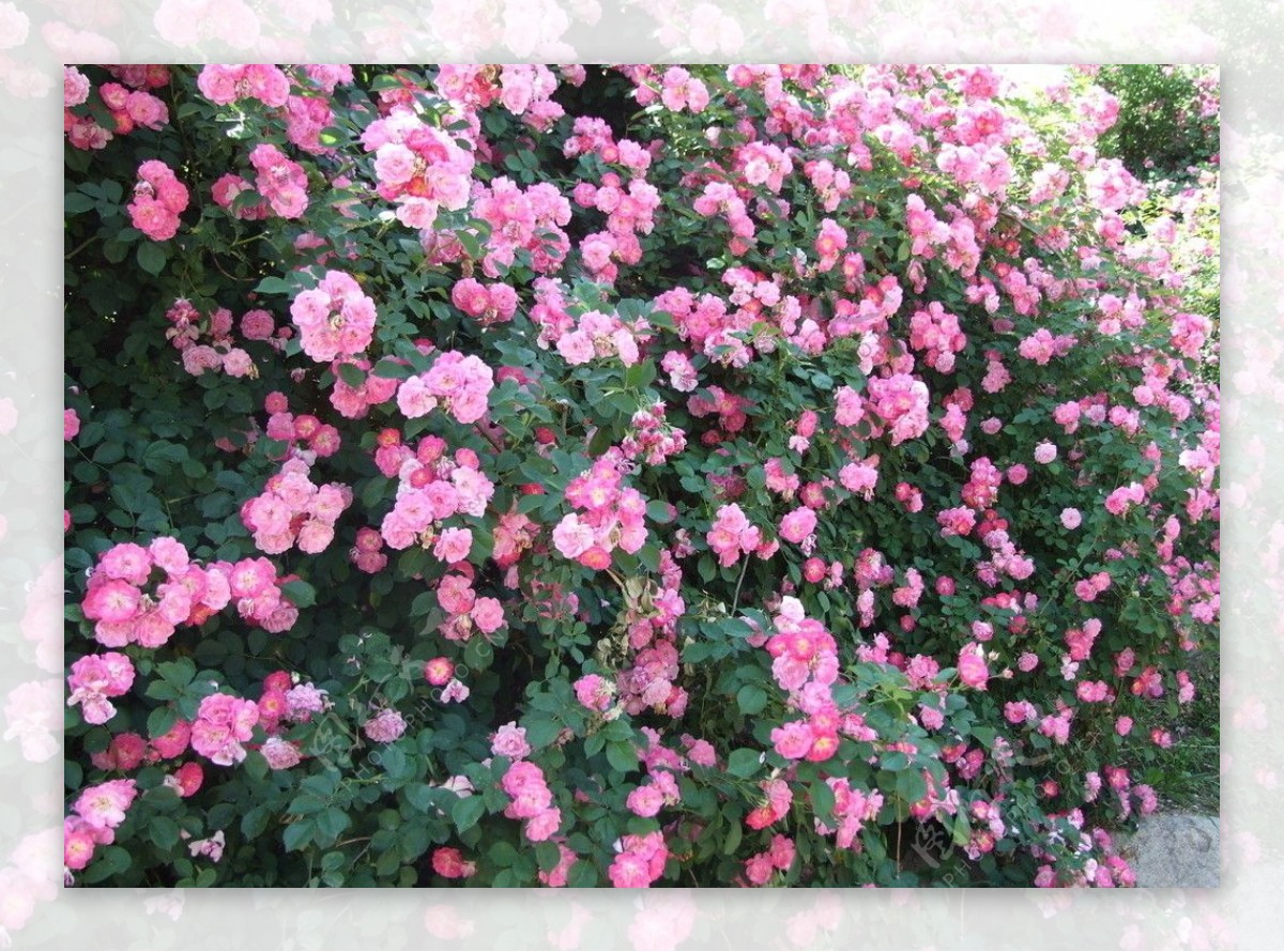 蔷薇花堆图片